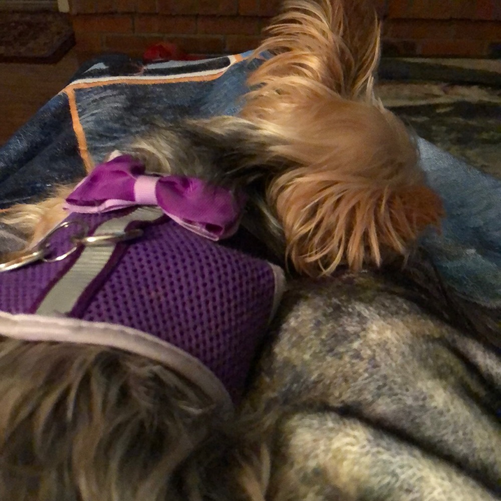 Meet your Posher, Ann